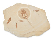 A STINGRAY AND FISH FOSSIL SPE