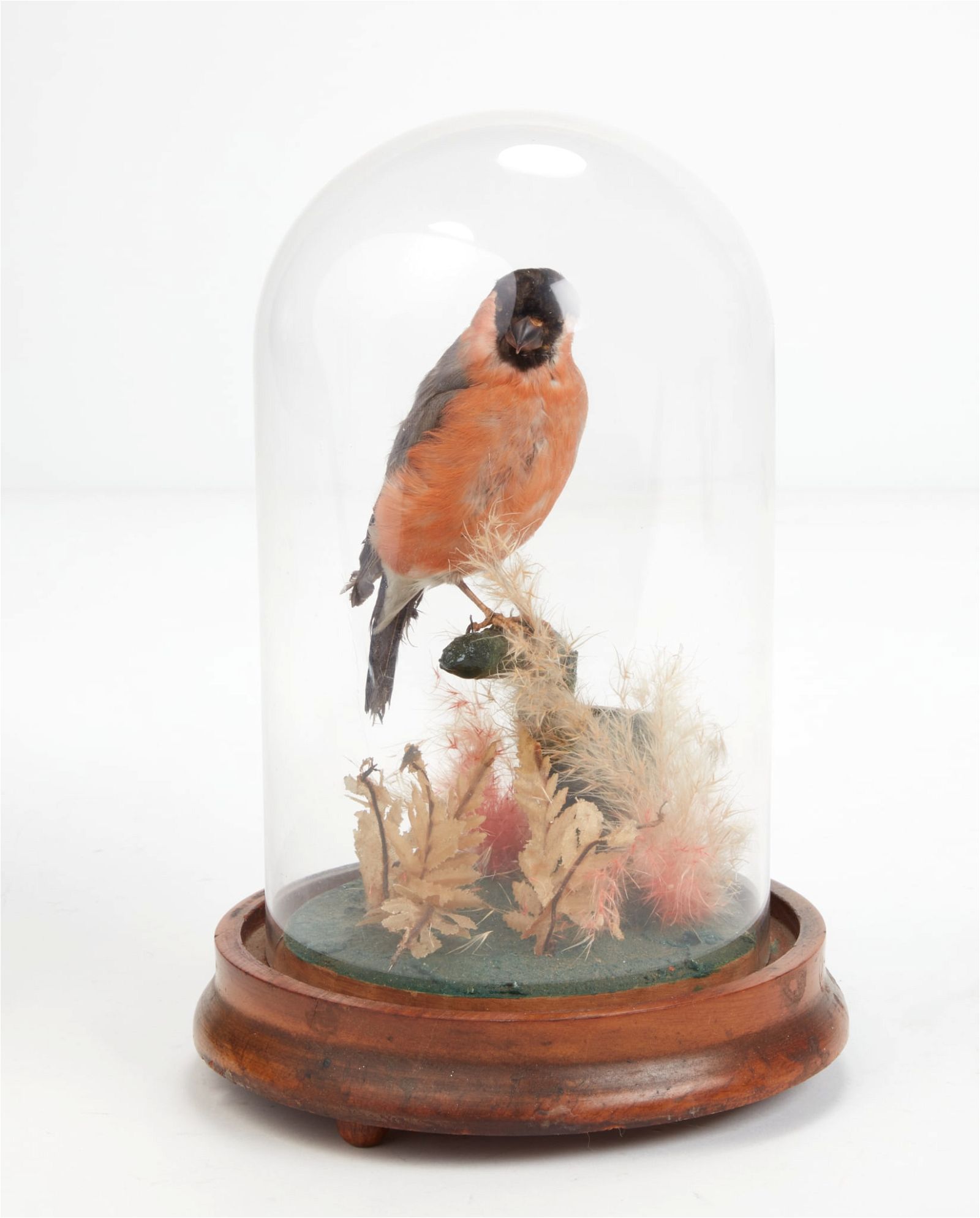 A TAXIDERMY MODEL OF A BIRDA