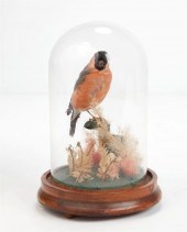 A TAXIDERMY MODEL OF A BIRDA t