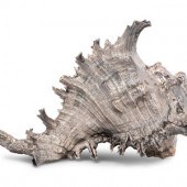 A Verdura Silver-Plate Conch S