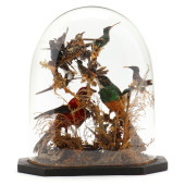 A VICTORIAN BIRD DIORAMA UNDER