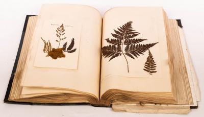 A Victorian Fern Book containing