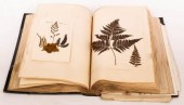 A Victorian Fern Book containi