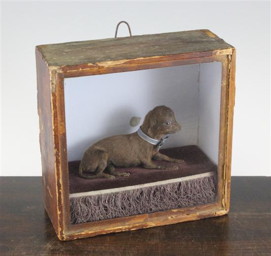 A Victorian taxidermic chihuahau