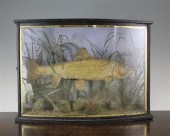 A Victorian taxidermic trout i