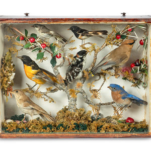 A Victorian Taxidermy Bird