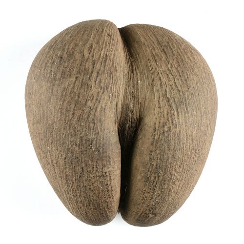 A VINTAGE COCO DE MER FERTILITY
