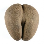 A VINTAGE COCO DE MER FERTILIT