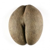 A VINTAGE COCO DE MER FERTILIT