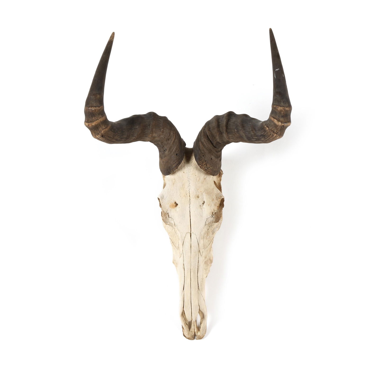 A VINTAGE TAXIDERMY SKULLA