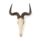 A VINTAGE TAXIDERMY SKULL<br>A