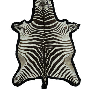 A Zebra Stallion Skin Rug mounted