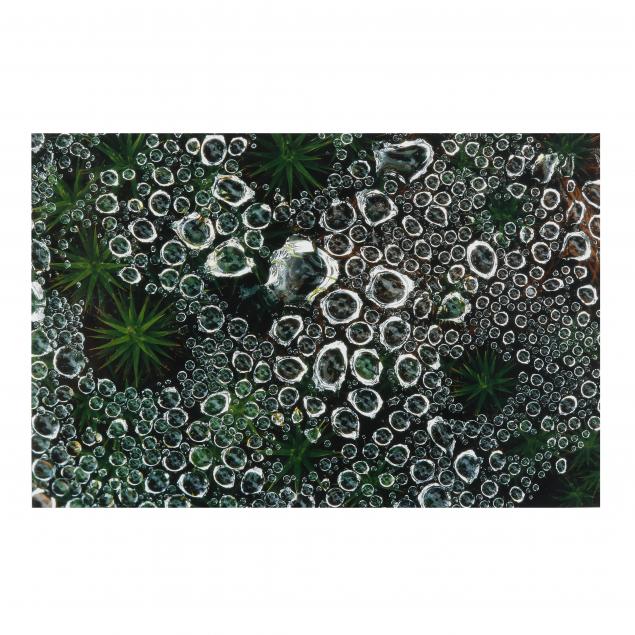 ABSTRACT NATURE PHOTOGRAPH