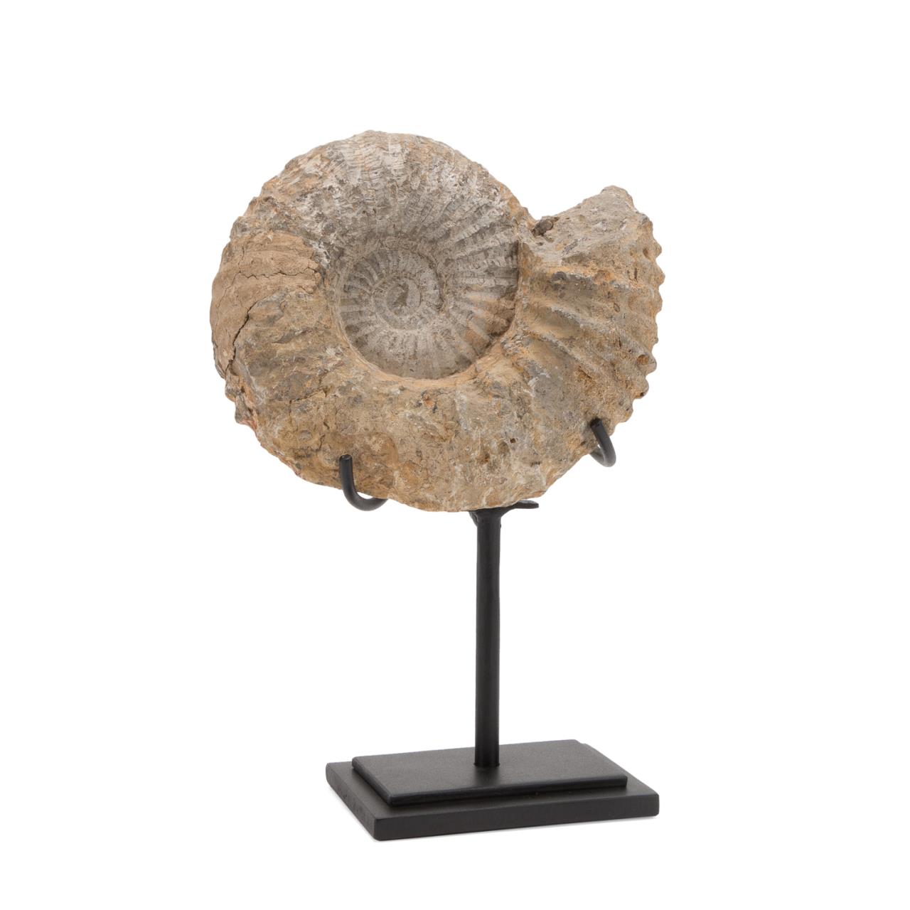 ACANTHOCERAS AMMONITE FOSSIL