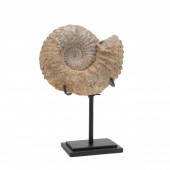 ACANTHOCERAS AMMONITE FOSSIL S