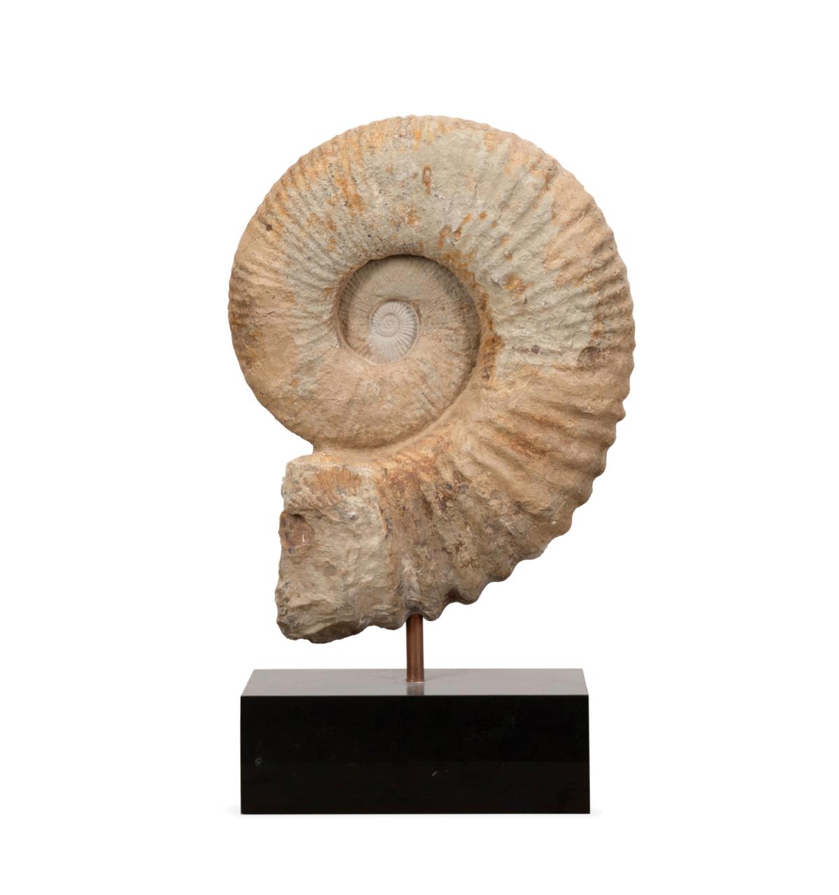 ACANTHOCERAS AMMONITE FOSSIL