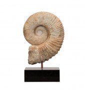 ACANTHOCERAS AMMONITE FOSSIL S