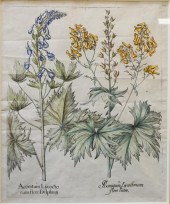 ACONTIUM LYCOCTO AND PICONITUM