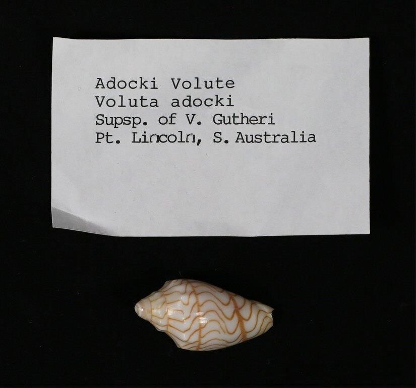 ADOCKI VOLUTE PORT LINCOLN
