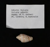 ADOCKI VOLUTE PORT LINCOLN AUS