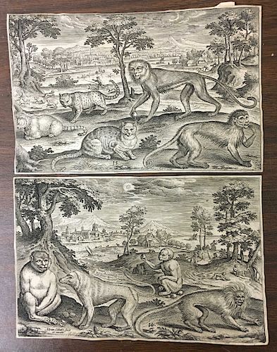 ADRIAN COLLAERT MONKEYS FELINES 2