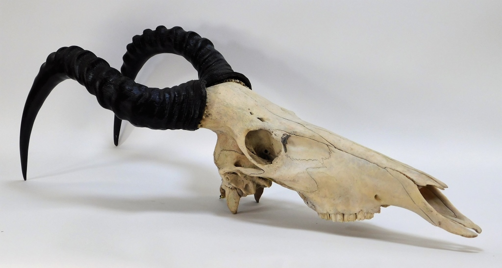AFRICAN ANTELOPE HARTEBEEST GAME