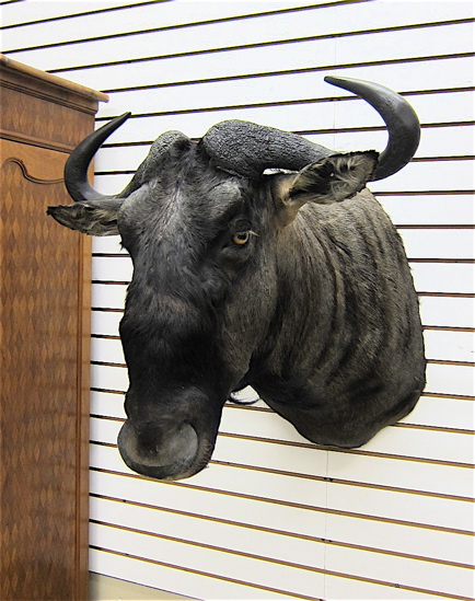 AFRICAN BIG GAME TROPHY HEAD