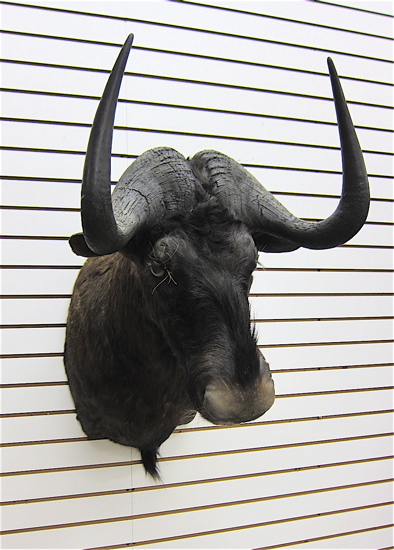 AFRICAN BIG GAME TROPHY HEAD