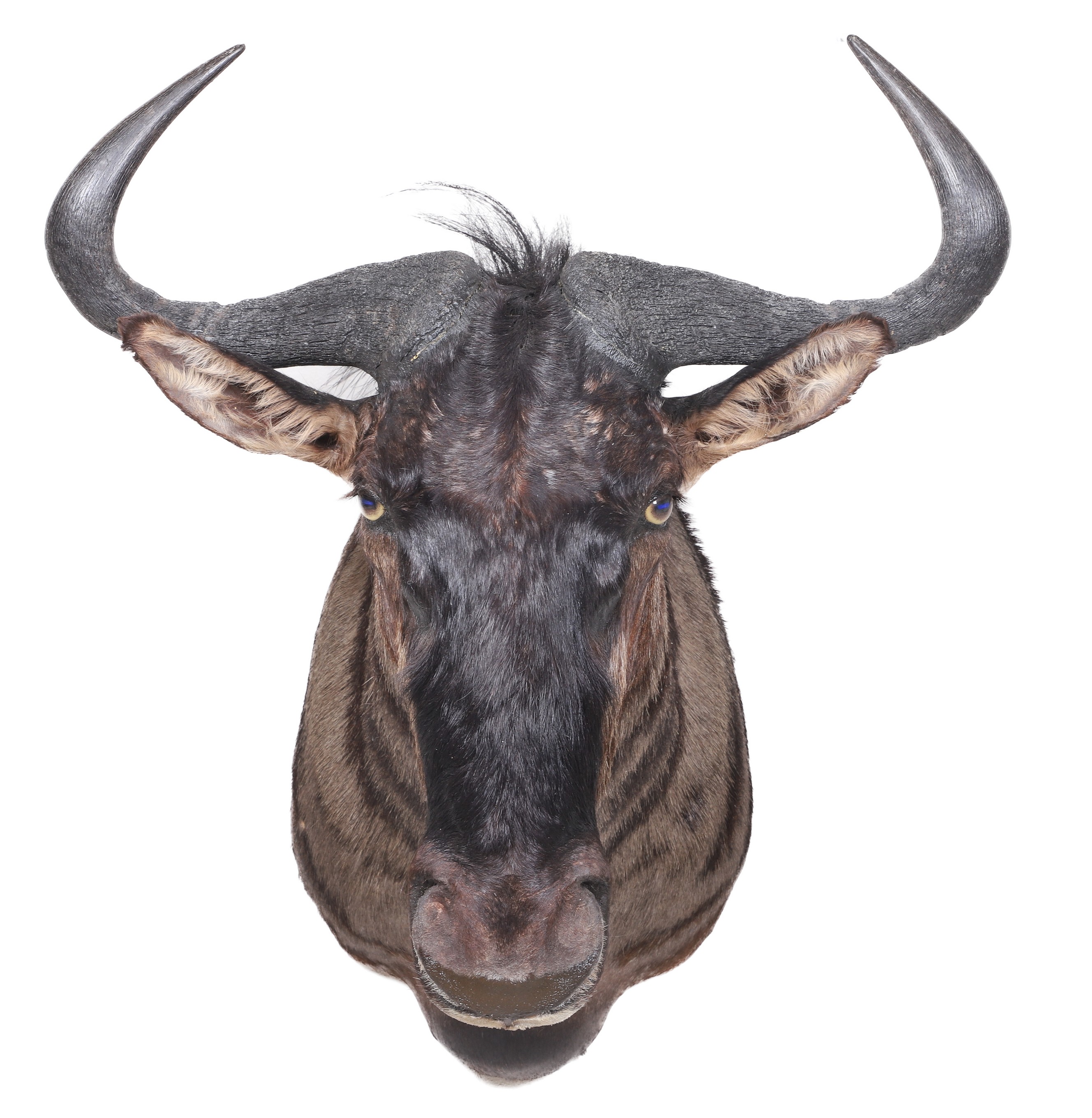 African Blue Wildebeest shoulder
