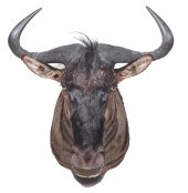African Blue Wildebeest should