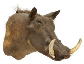 AFRICAN COMMON WARTHOG TAXIDER