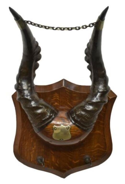 AFRICAN ELAND ANTELOPE HORN