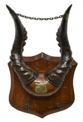 AFRICAN ELAND ANTELOPE HORN TR