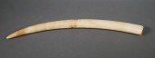AFRICAN ELEPHANT IVORY TUSKAfr