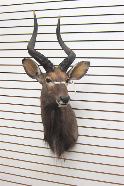 AFRICAN GAME TROPHY HEAD/SHOULDER