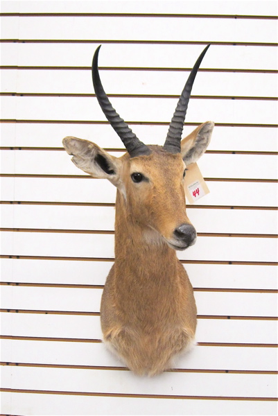 AFRICAN GAME TROPHY HEAD/SHOULDER