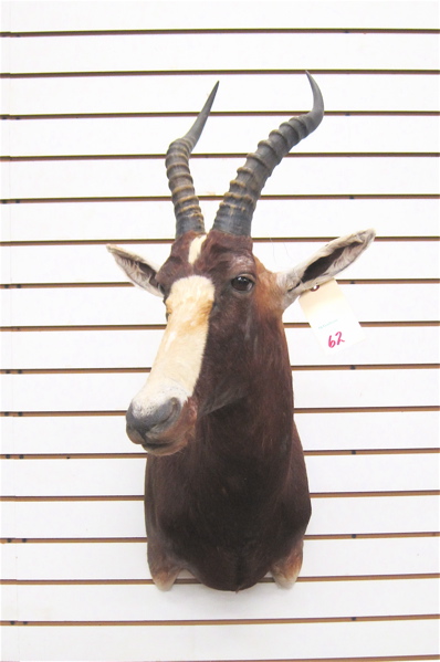 AFRICAN GAME TROPHY HEAD/SHOULDER