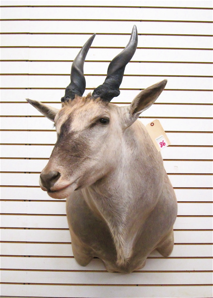 AFRICAN GAME TROPHY HEAD/SHOULDER
