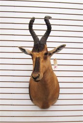 AFRICAN GAME TROPHY HEAD/SHOUL