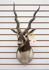 AFRICAN GAME TROPHY HEAD/SHOUL