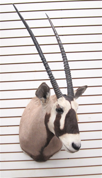 AFRICAN GAME TROPHY HEAD/SHOULDER
