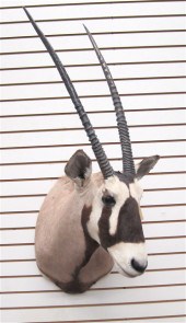 AFRICAN GAME TROPHY HEAD/SHOUL