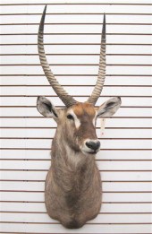 AFRICAN GAME TROPHY HEAD/SHOUL