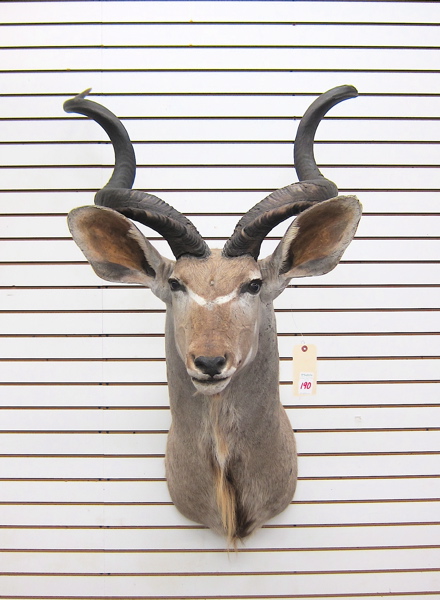 AFRICAN GAME TROPHY HEAD/SHOULDER