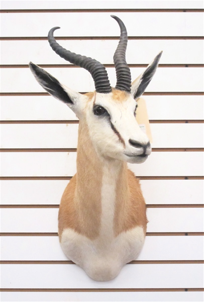 AFRICAN GAME TROPHY HEAD/SHOULDER