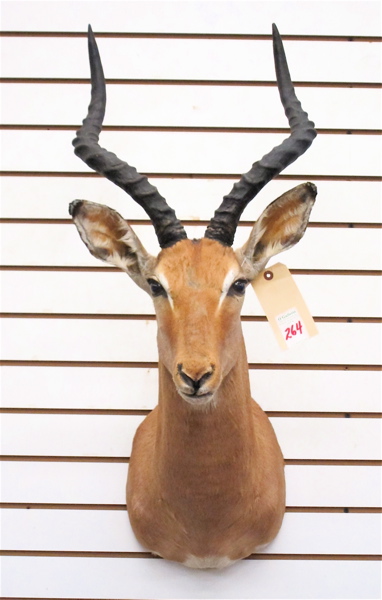 AFRICAN GAME TROPHY HEAD/SHOULDER
