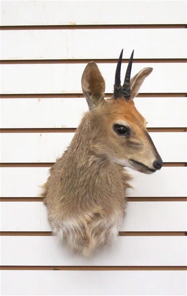 AFRICAN GAME TROPHY HEAD/SHOULDER
