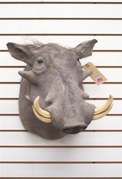 AFRICAN GAME TROPHY HEAD/SHOULDER