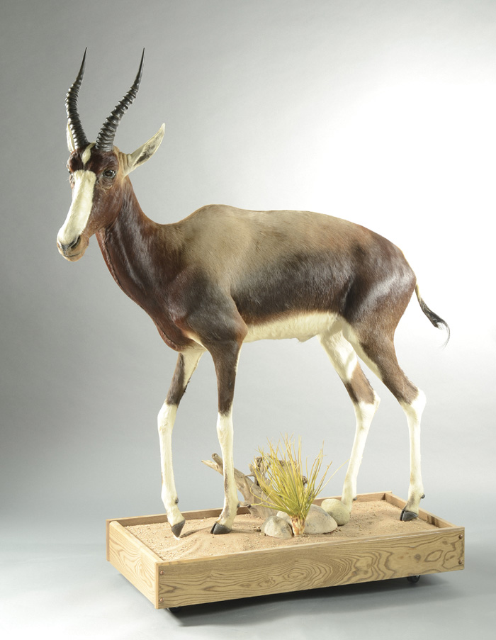 AFRICAN GAME TROPHY MOUNT full