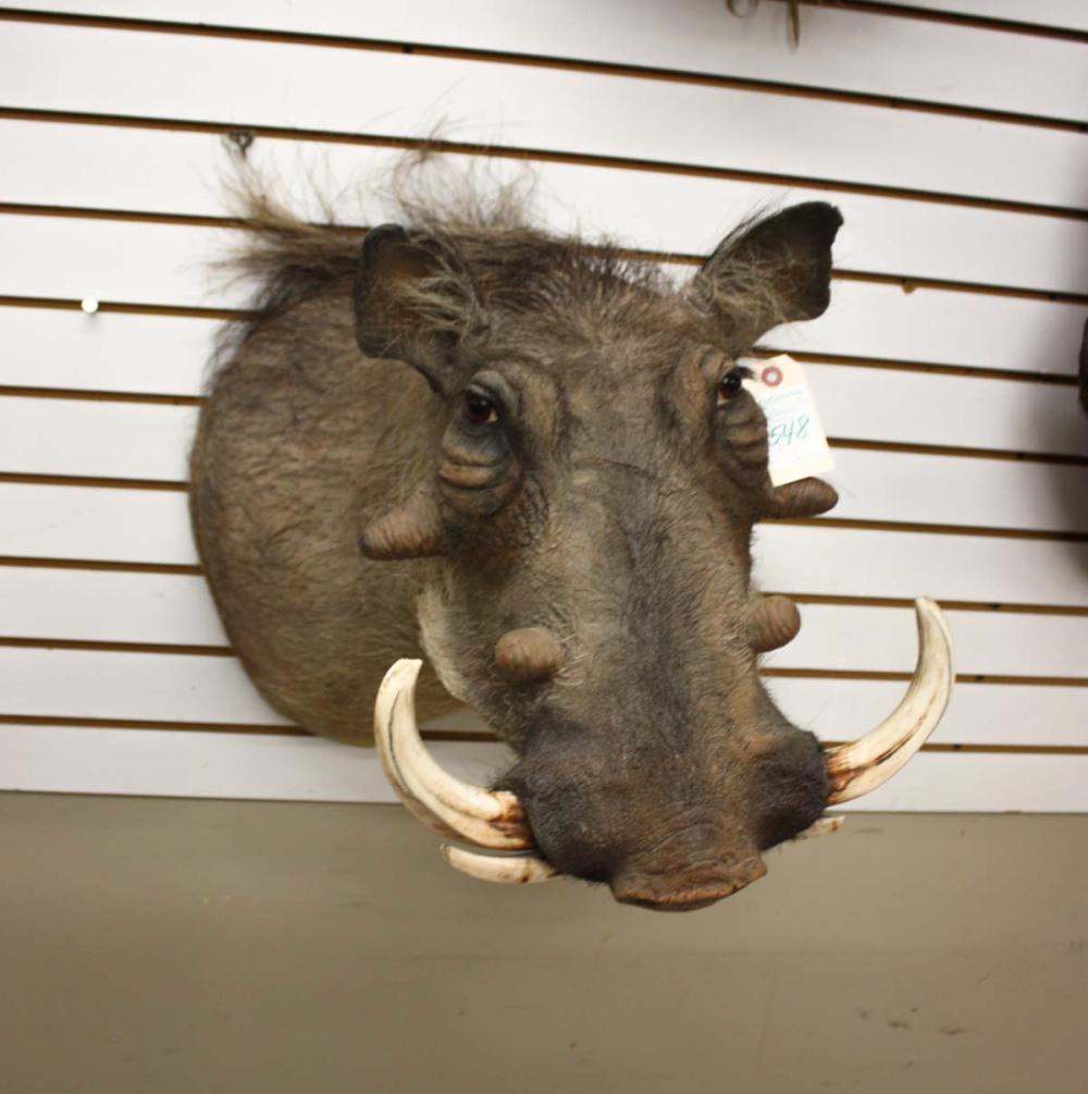 AFRICAN GAME TROPHY MOUNT,